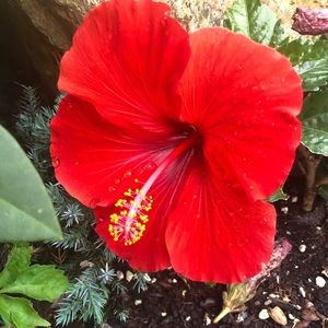 Meet your Posher, Alissia